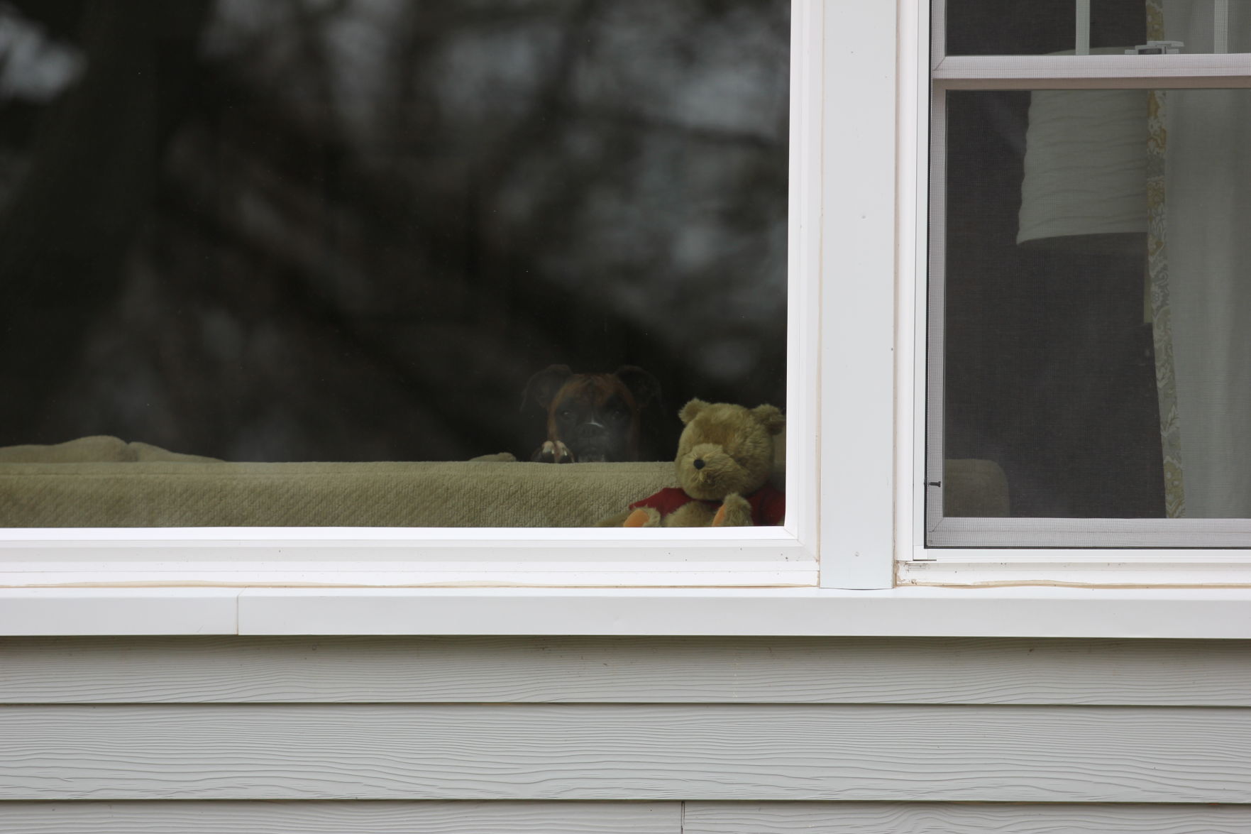 Bears in Windows